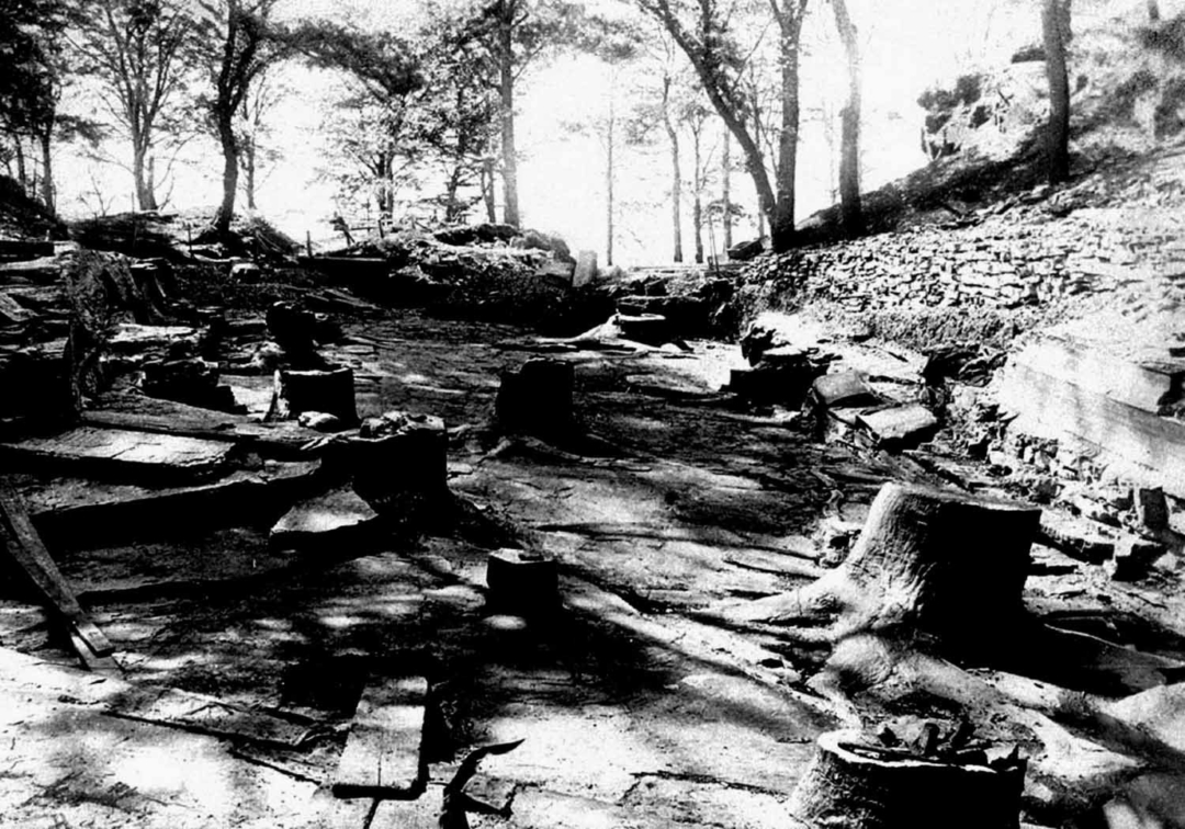 Fossil Grove 1887