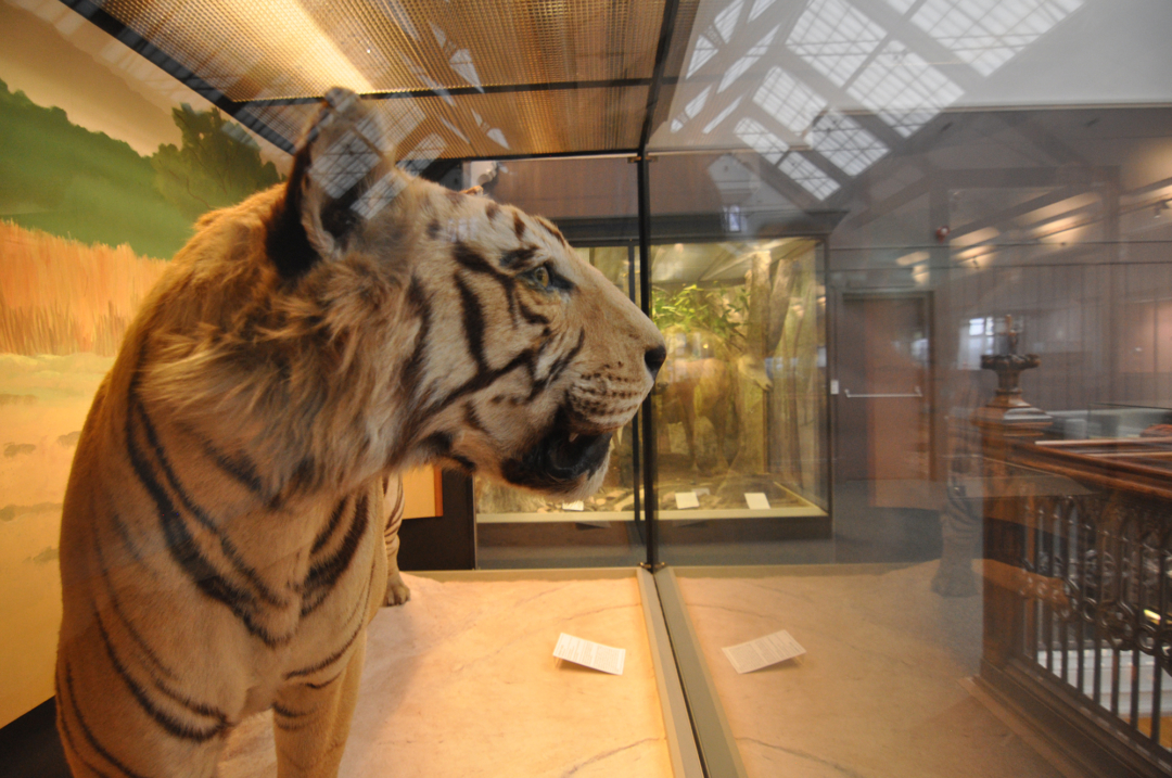 Watt Institution Website 11